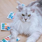 ANIMAL ISLAND Everyday White fish pulled fillets in broth - wet cat food - 85g