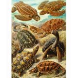 Puzzle Good Loot Imagination: Ernst Haeckel Chelonia - Tartarughe marine 1000 elementi