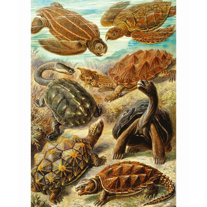 Puzzle Good Loot Imagination: Ernst Haeckel Chelonia - Tartarughe marine 1000 elementi