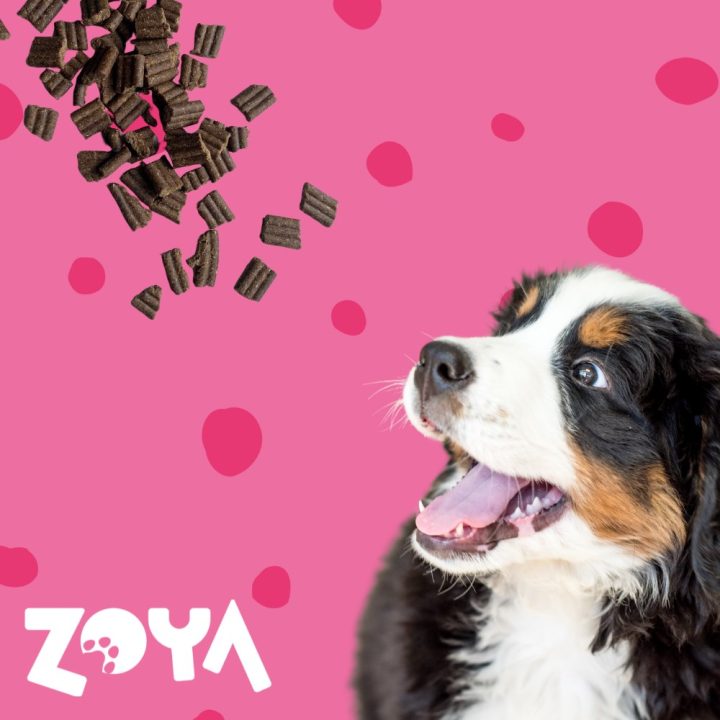 ZOYA ColdPRO manzo - cibo secco per cani - 1kg
