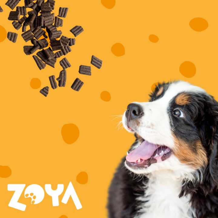 ZOYA ColdPRO agnello - cibo secco per cani - 1kg