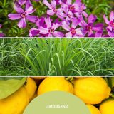 Reed Diffuser 100 ml LEMON GRASS MILLEFIORI