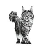 ROYAL CANIN Cat Gastrointestinal VHN - dry cat food - 400g