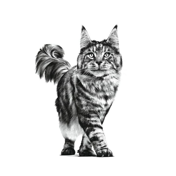 ROYAL CANIN Cat Gastrointestinal VHN - dry cat food - 400g
