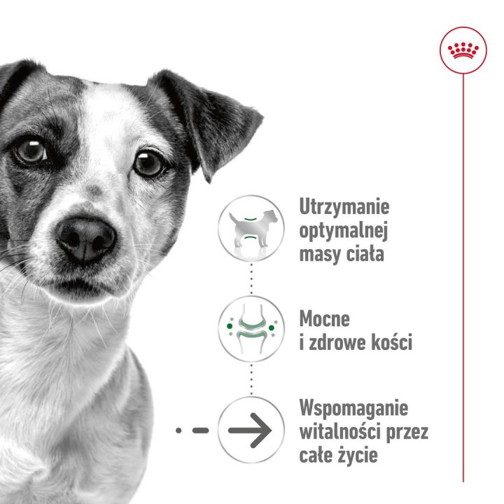 ROYAL CANIN Mini Ageing Adult +12 - dry dog food - 3 5 kg