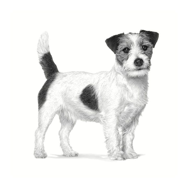 ROYAL CANIN Anallergenic Small VHN - dry dog food - 1 5kg