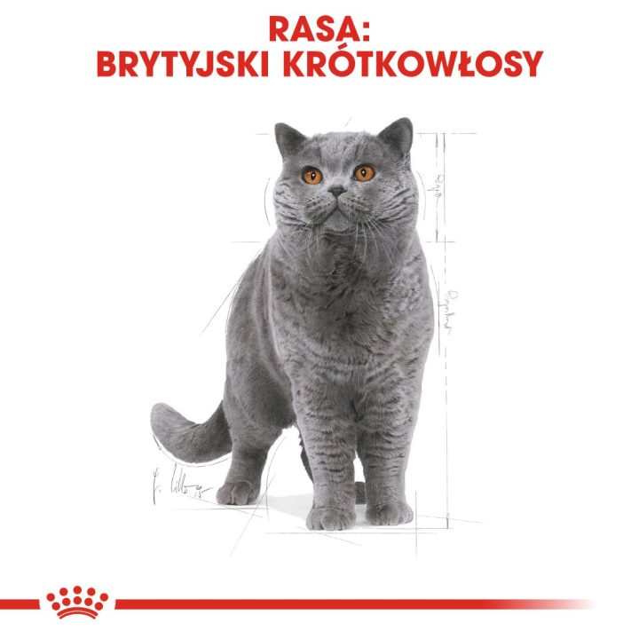 ROYAL CANIN FBN British Shorthair Adult dry cat food - 10 kg