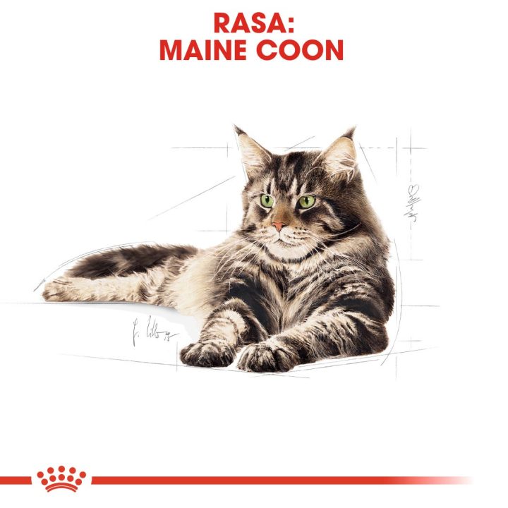 ROYAL CANIN FBN Maine Coon - Cat wet food - sachet 12x 85g