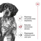 ROYAL CANIN Medium Ageing Loaf - wet dog food - 410g