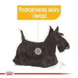 ROYAL CANIN Mini Dermacomfort - dry food for adult small breeds of dogs with sensitive skin prone to irritation - 3kg