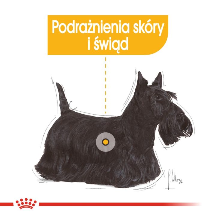 ROYAL CANIN Mini Dermacomfort - dry food for adult small breeds of dogs with sensitive skin prone to irritation - 3kg
