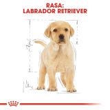 ROYAL CANIN SHN Breed Labrador Junior dry dog food - 12 kg