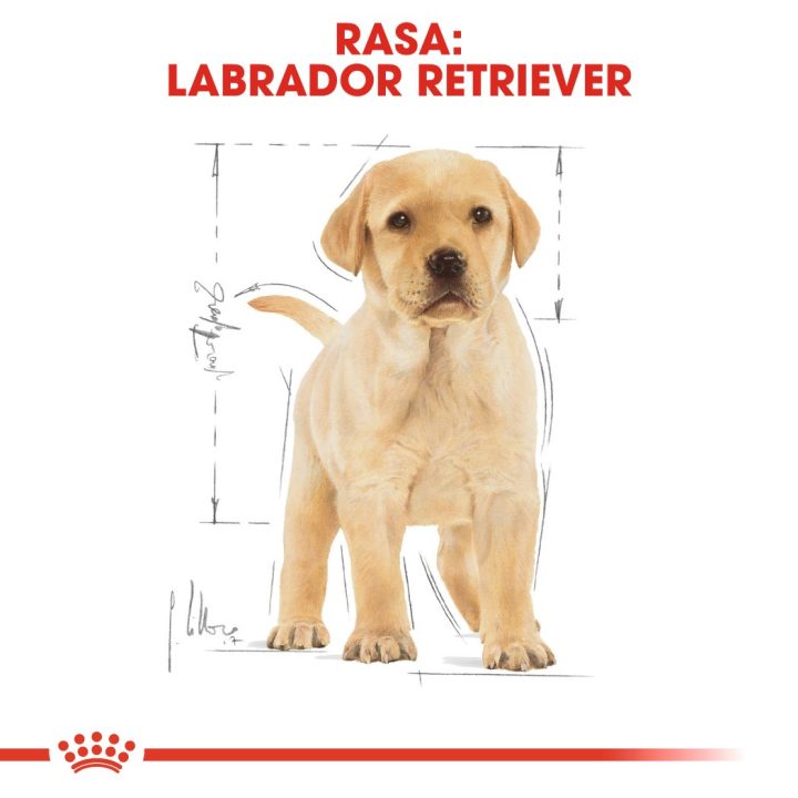 ROYAL CANIN SHN Breed Labrador Junior dry dog food - 12 kg