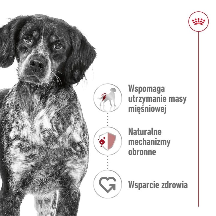 ROYAL CANIN Medium Loaf - wet dog food - 410g