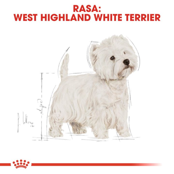 Royal Canin BHN West Highland White Terrier Adult - dry food for adult dogs - 3kg