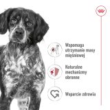 ROYAL CANIN Adult Medium - dry dog food - 4kg