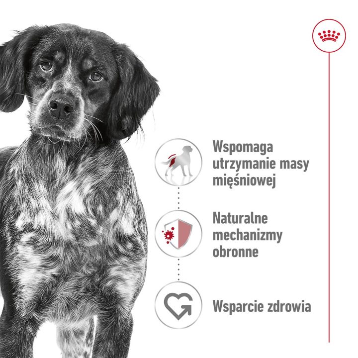 ROYAL CANIN Adult Medium - dry dog food - 4kg