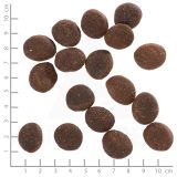 WOLFSBLUT Polar Night Reindeer with sweet potatoes - dry dog food - 12 5kg