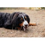 VIRBAC Veggiedent Zen L -dog treat - 502 5g