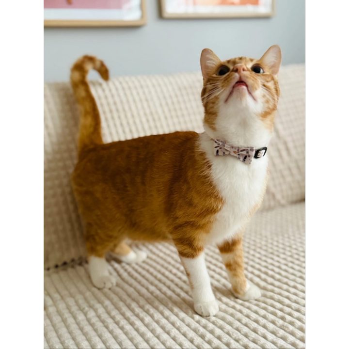 ZOLUX Chatouille beige - cat collar