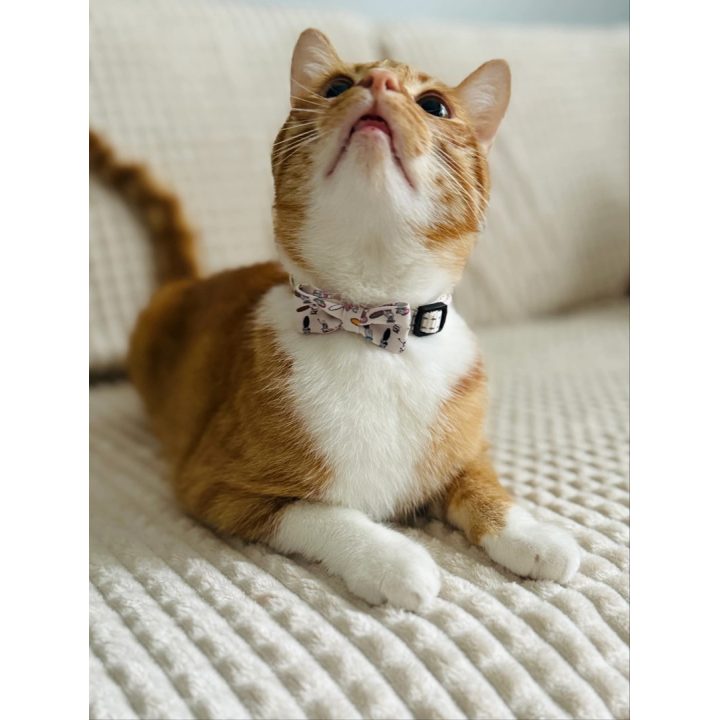 ZOLUX Chatouille beige - cat collar