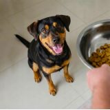 BUTCHER'S Original Lamb - dry dog food - 15kg