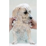 DR LUCY Home 1 long coat - shampoo for dogs - 250 ml